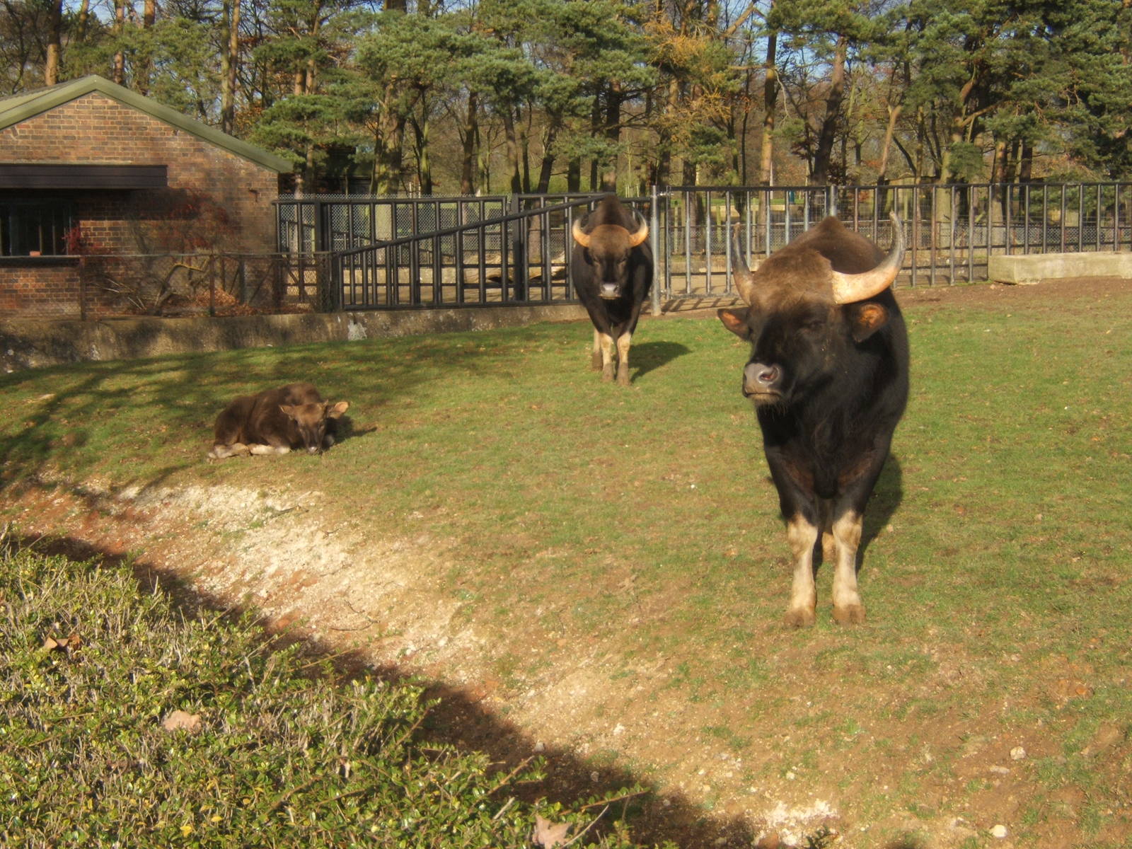 Gaur family