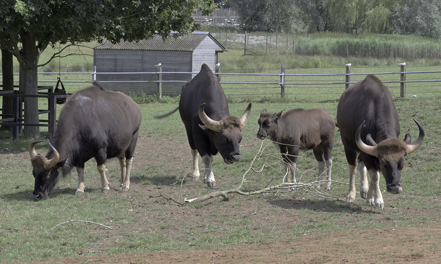 Gaur family