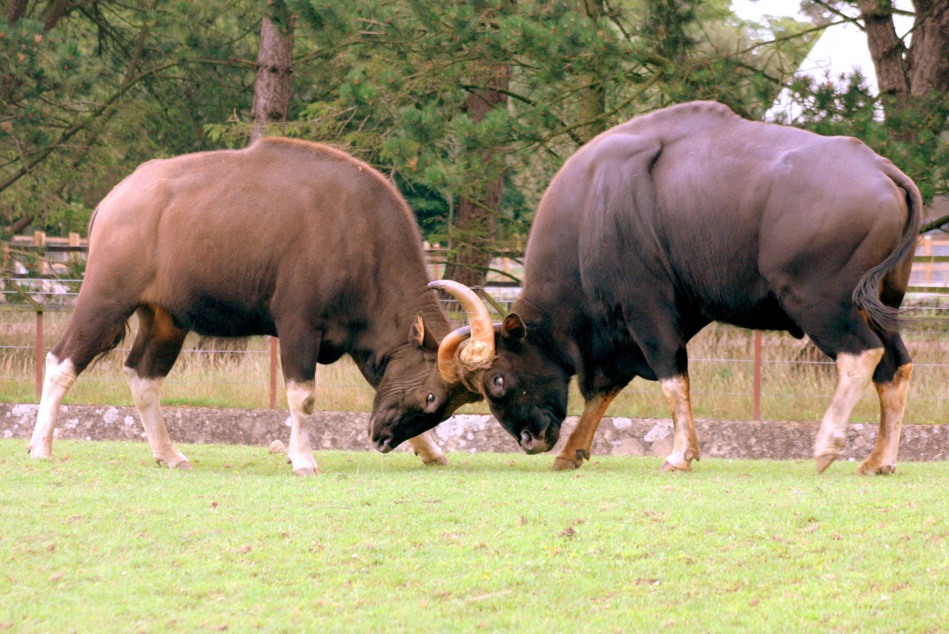 Gaur (father & son); Whipsnade; 29th July 2017