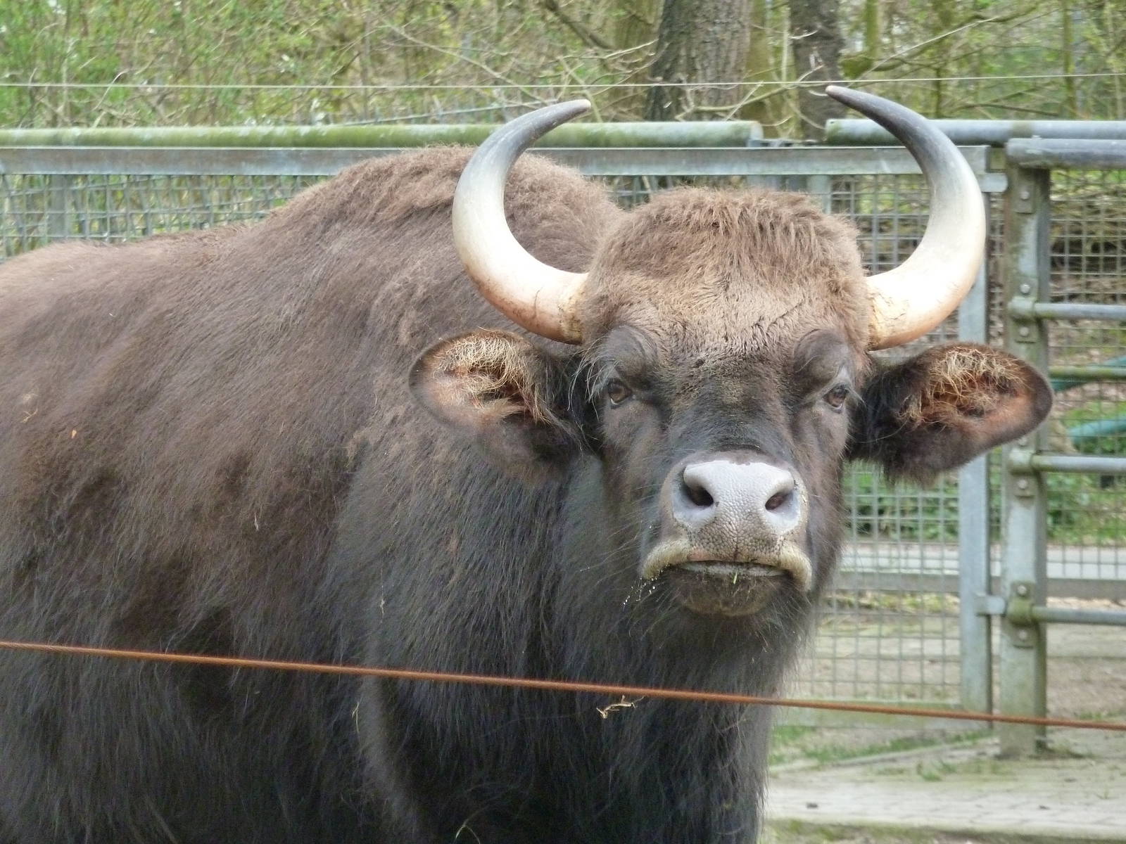 Gaur (female)