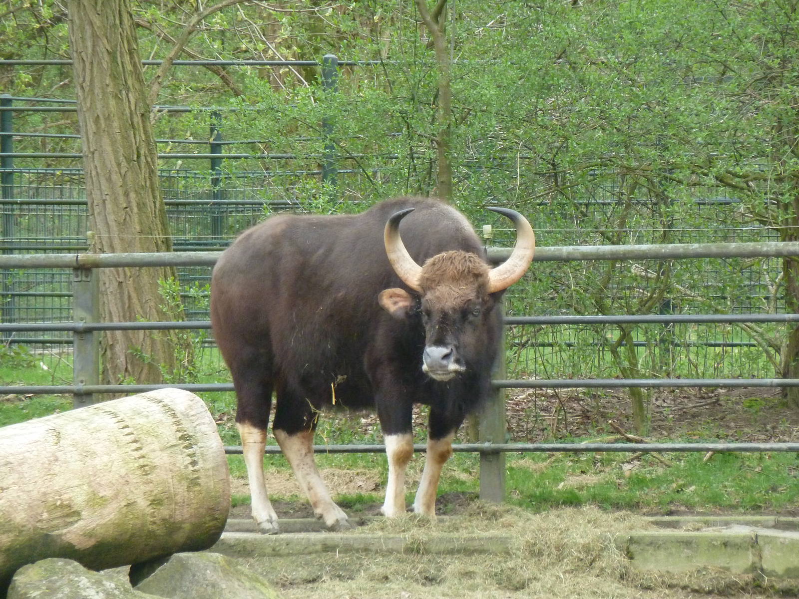 Gaur (female)