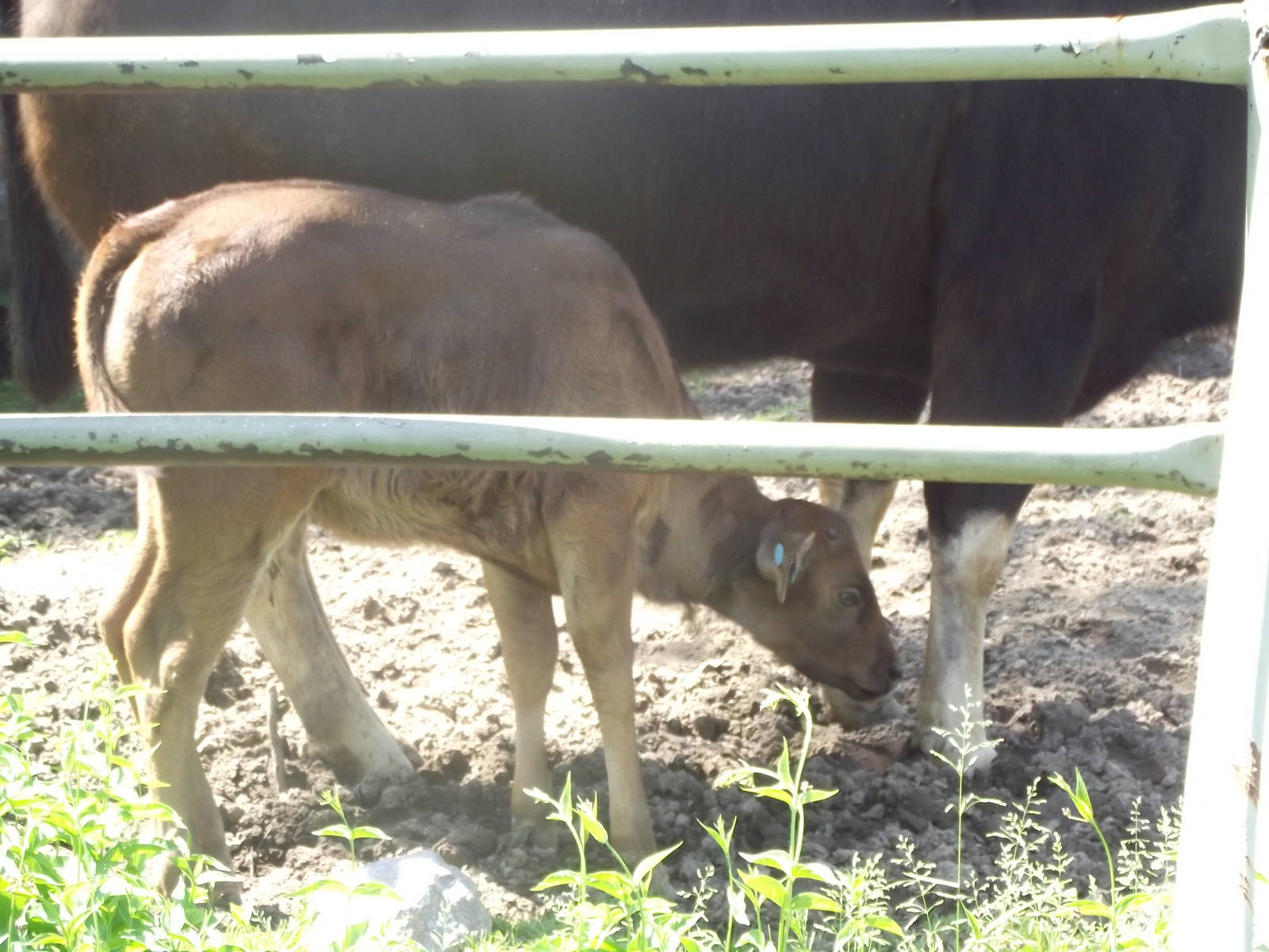 Gaur Flower and Willow