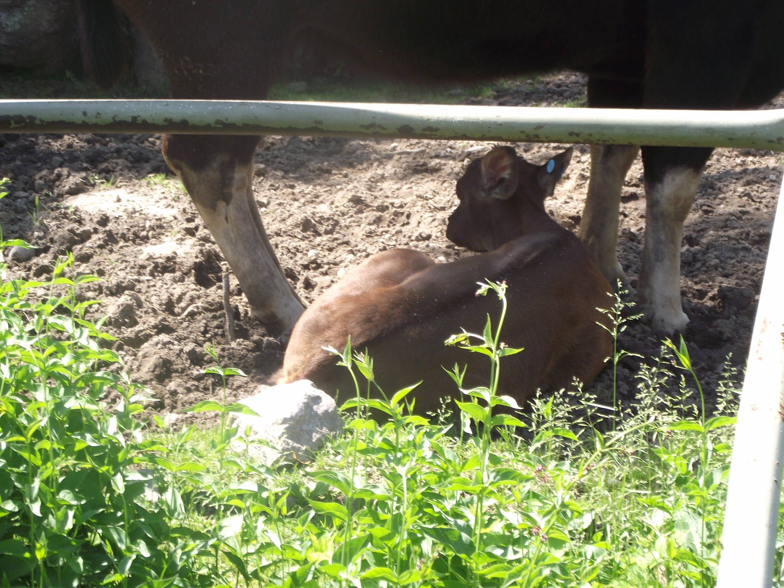 Gaur Flower and Willow