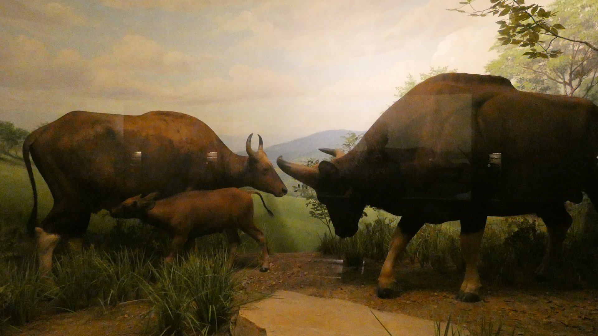 Gaur, Hall of Asian Mammals - Feb. 2022