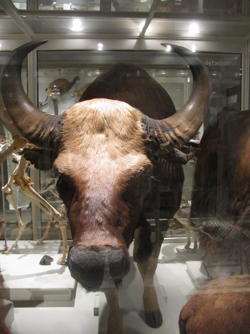 Gaur Head