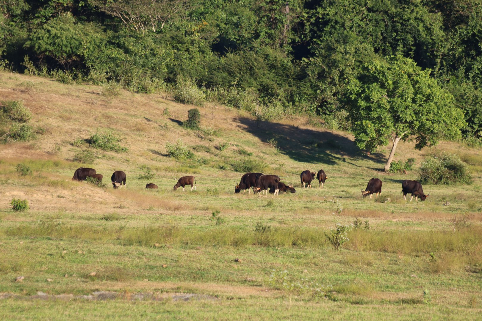 Gaur Herd, Including Youngsters - Kui Buri National Park