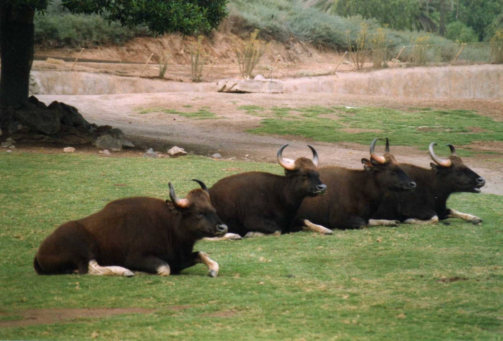 Gaur Herd