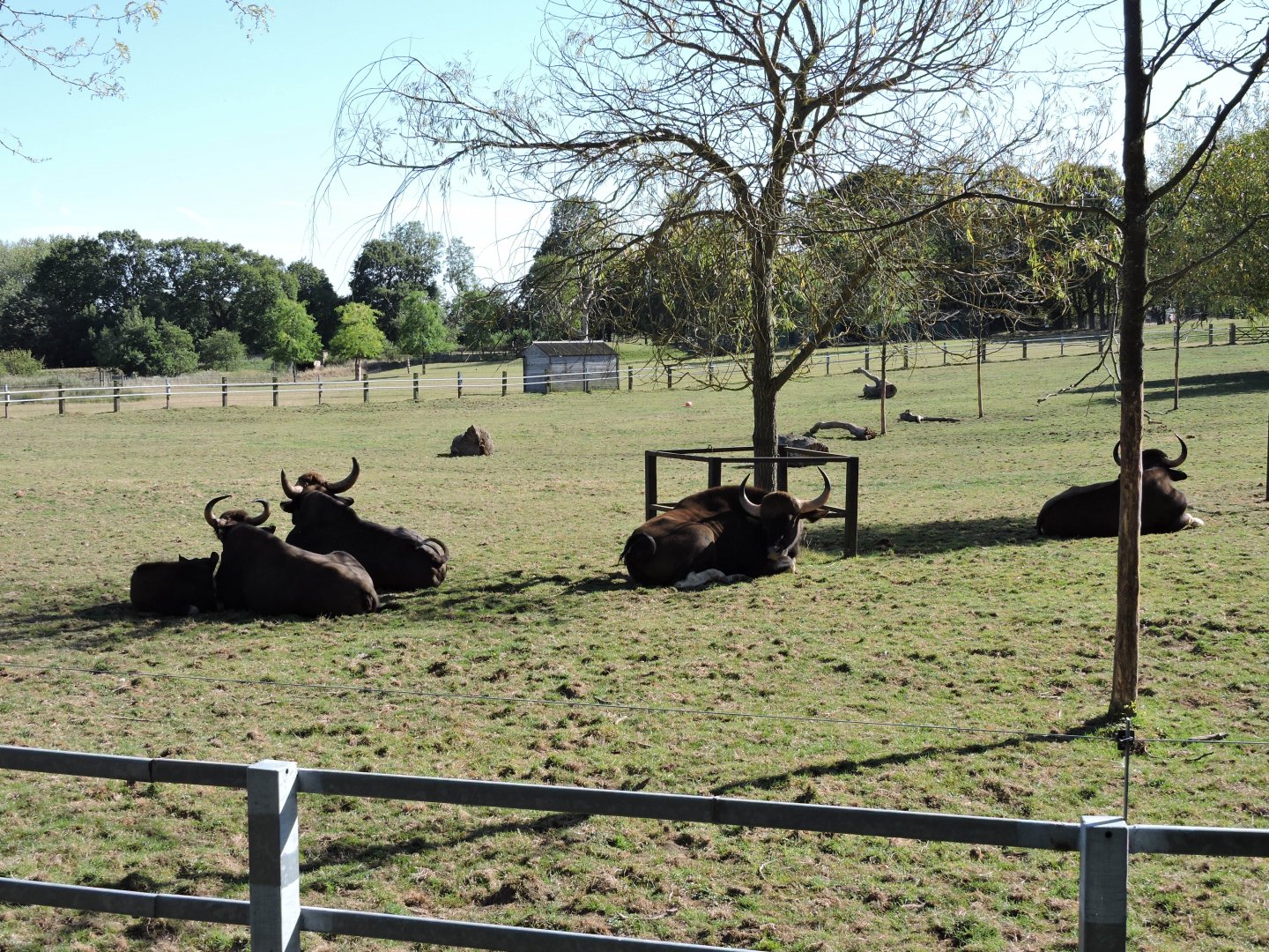 Gaur Herd