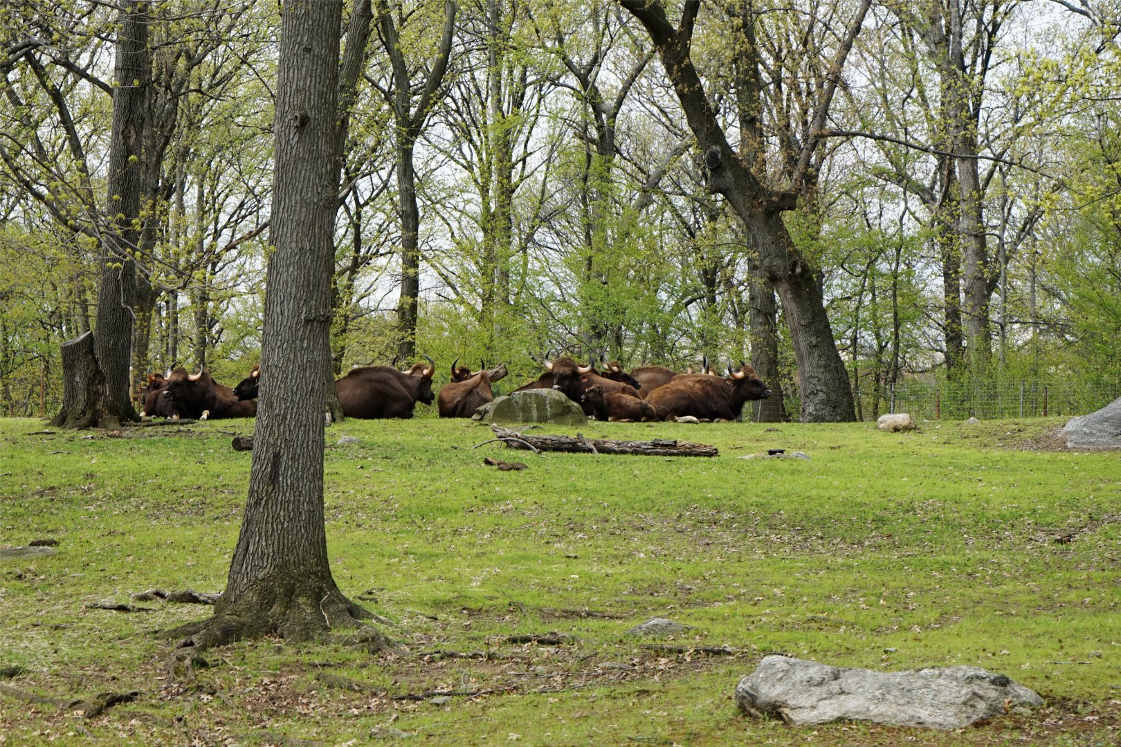 Gaur Herd