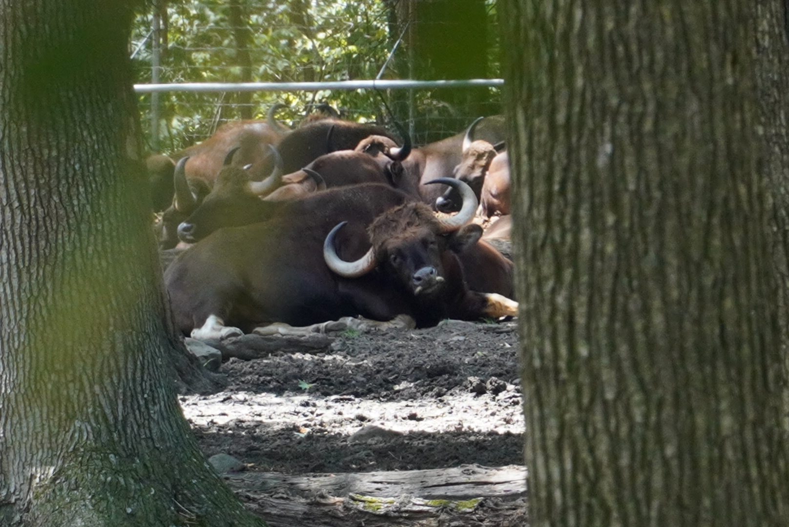 Gaur Herd