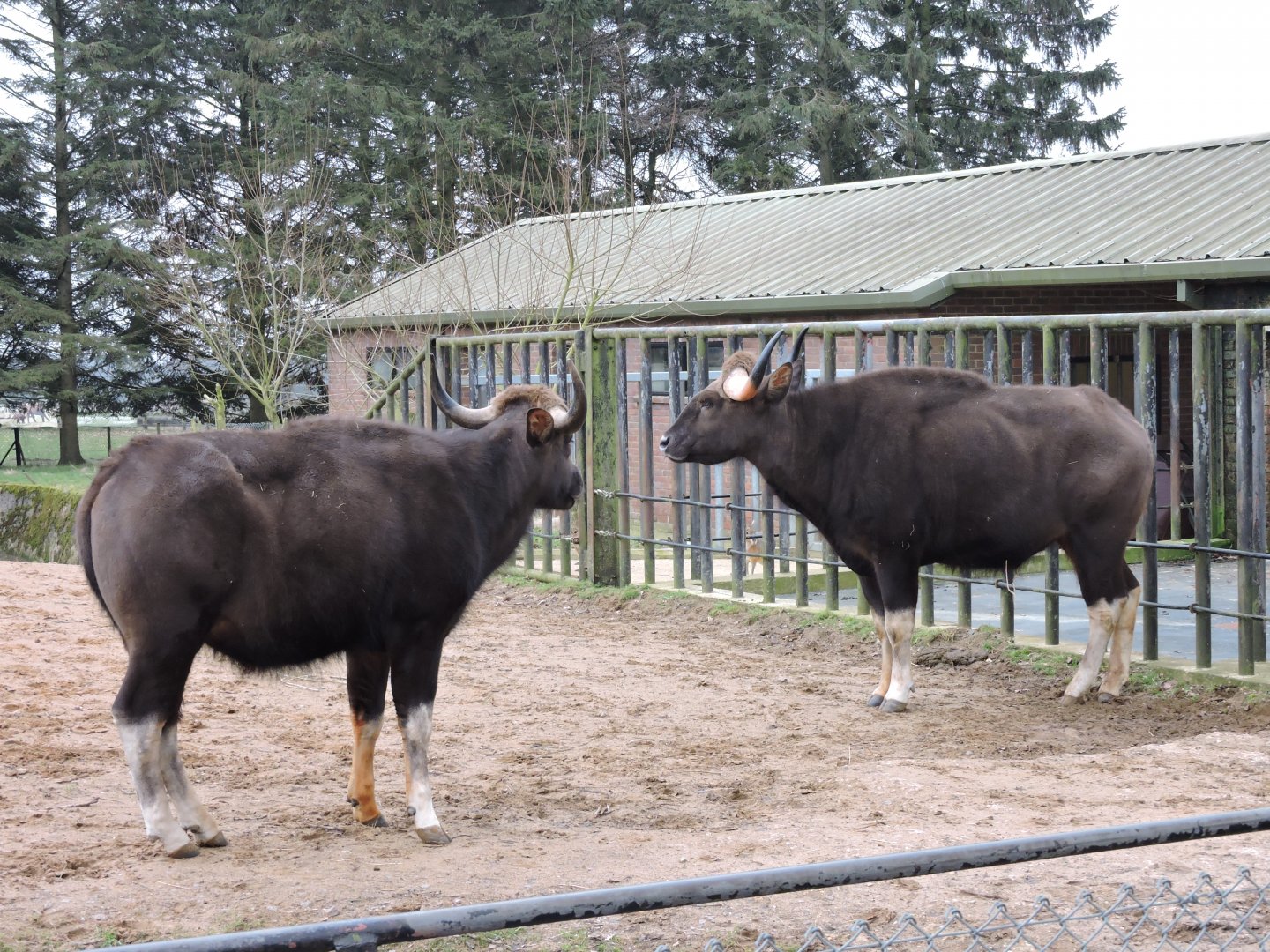 Gaur in Asian Rhino paddock