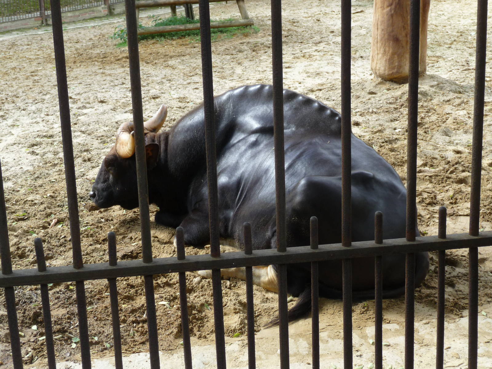 gaur jardin des plantes