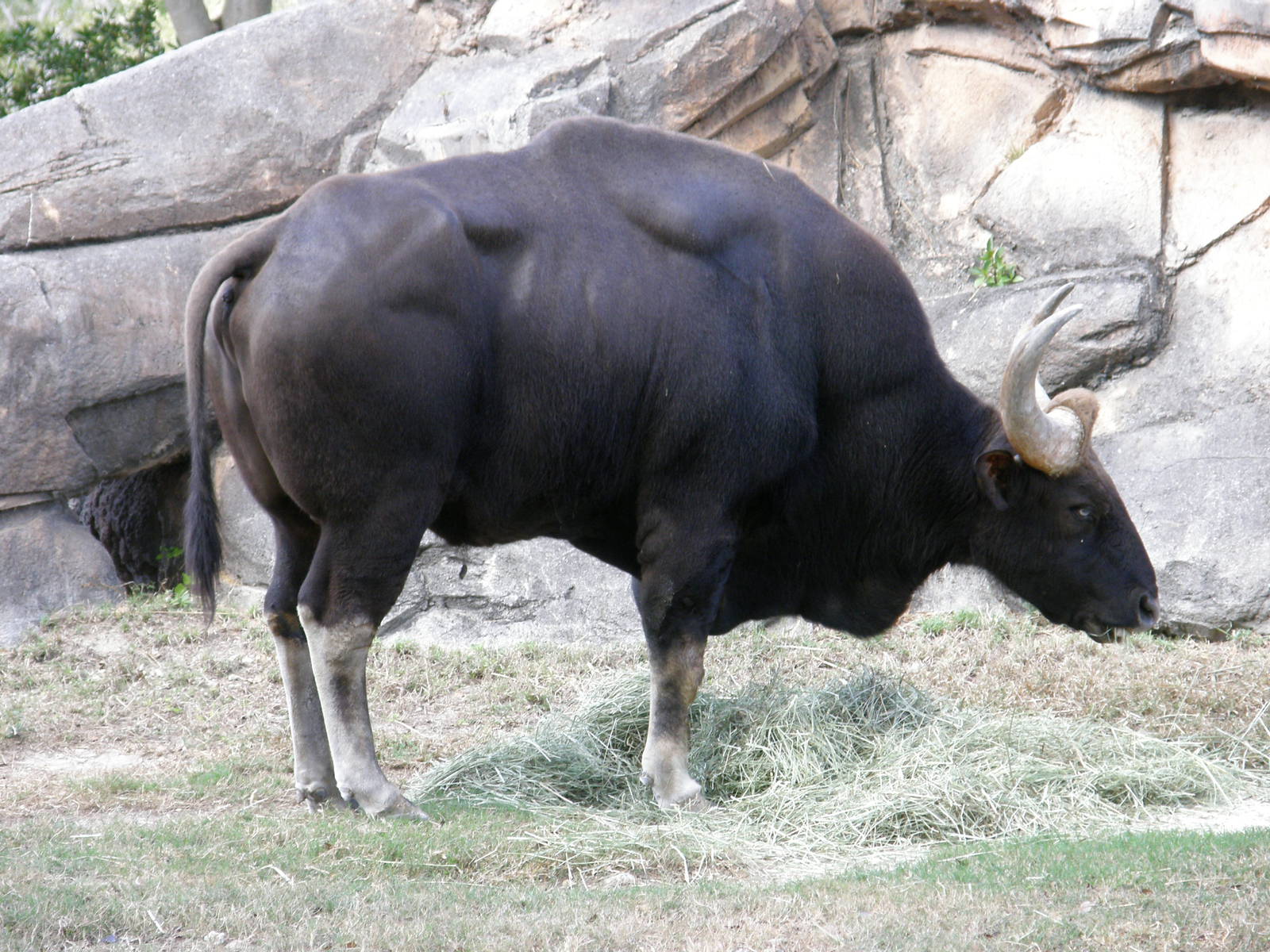 gaur male