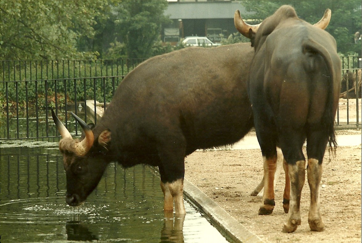 Gaur, May 1985