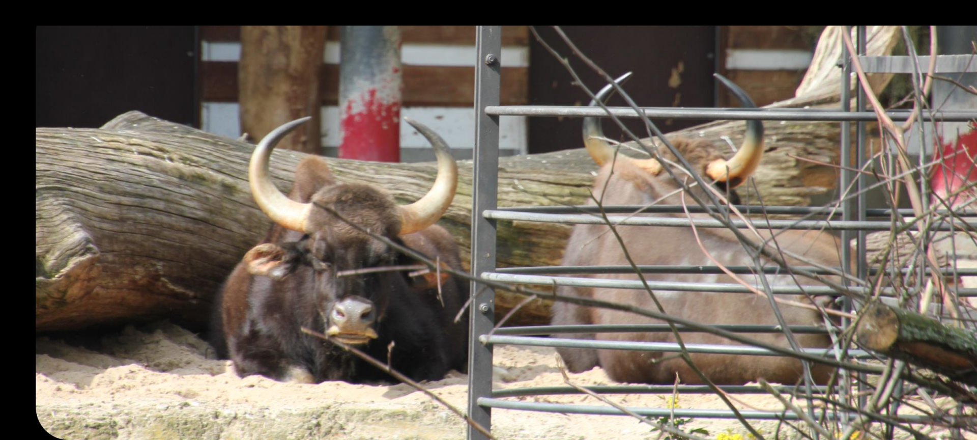 Gaur or banteng?