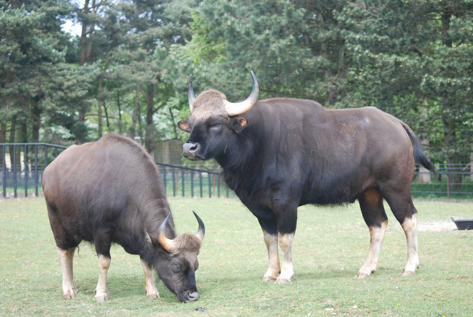 Gaur Pair at Whipsnade 08/05/11