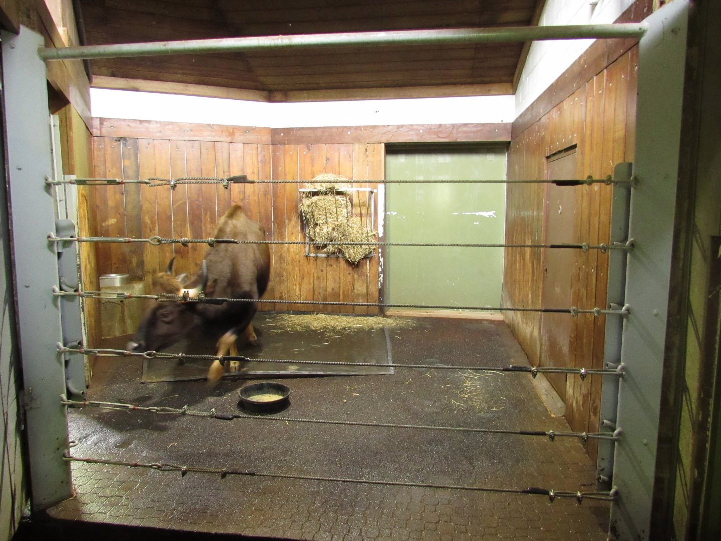 Gaur Pavilion Indoor Viewing 3