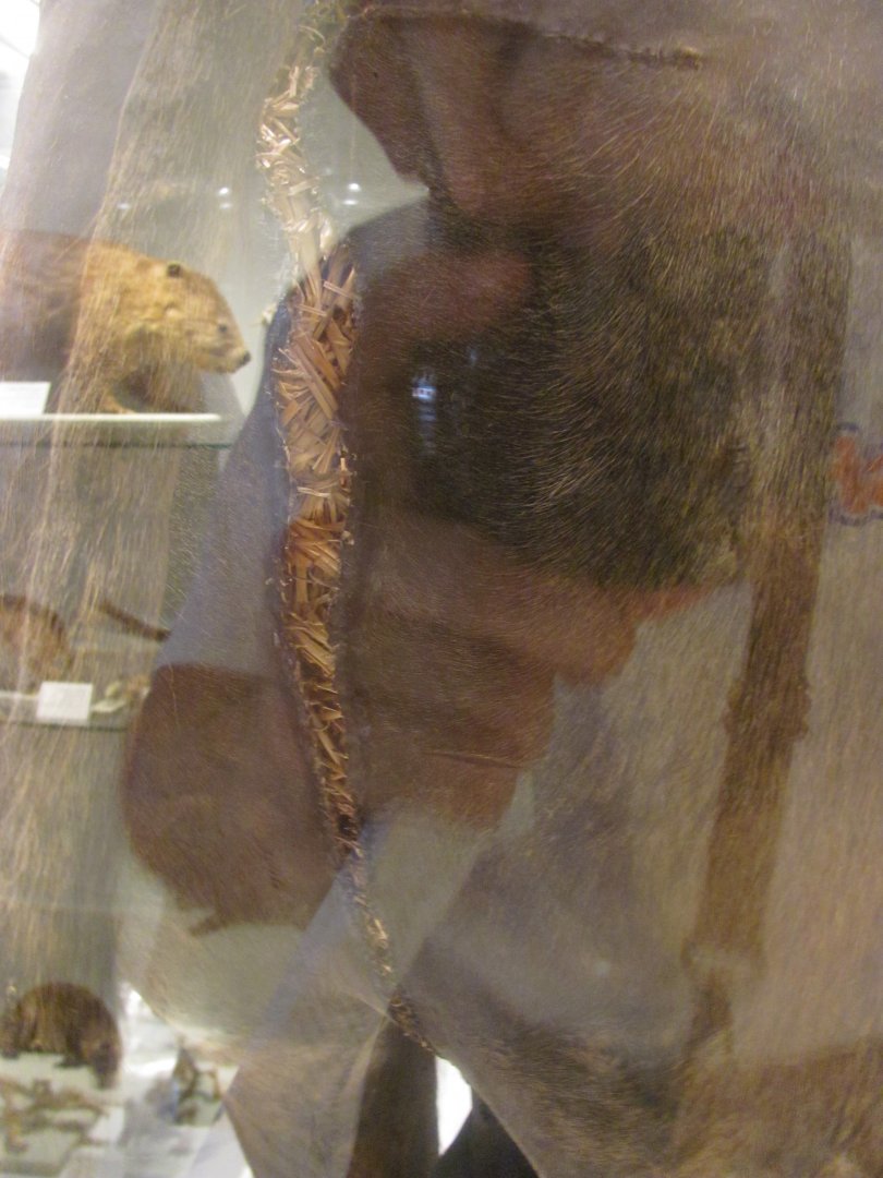 Gaur Rear In Need Of Repair