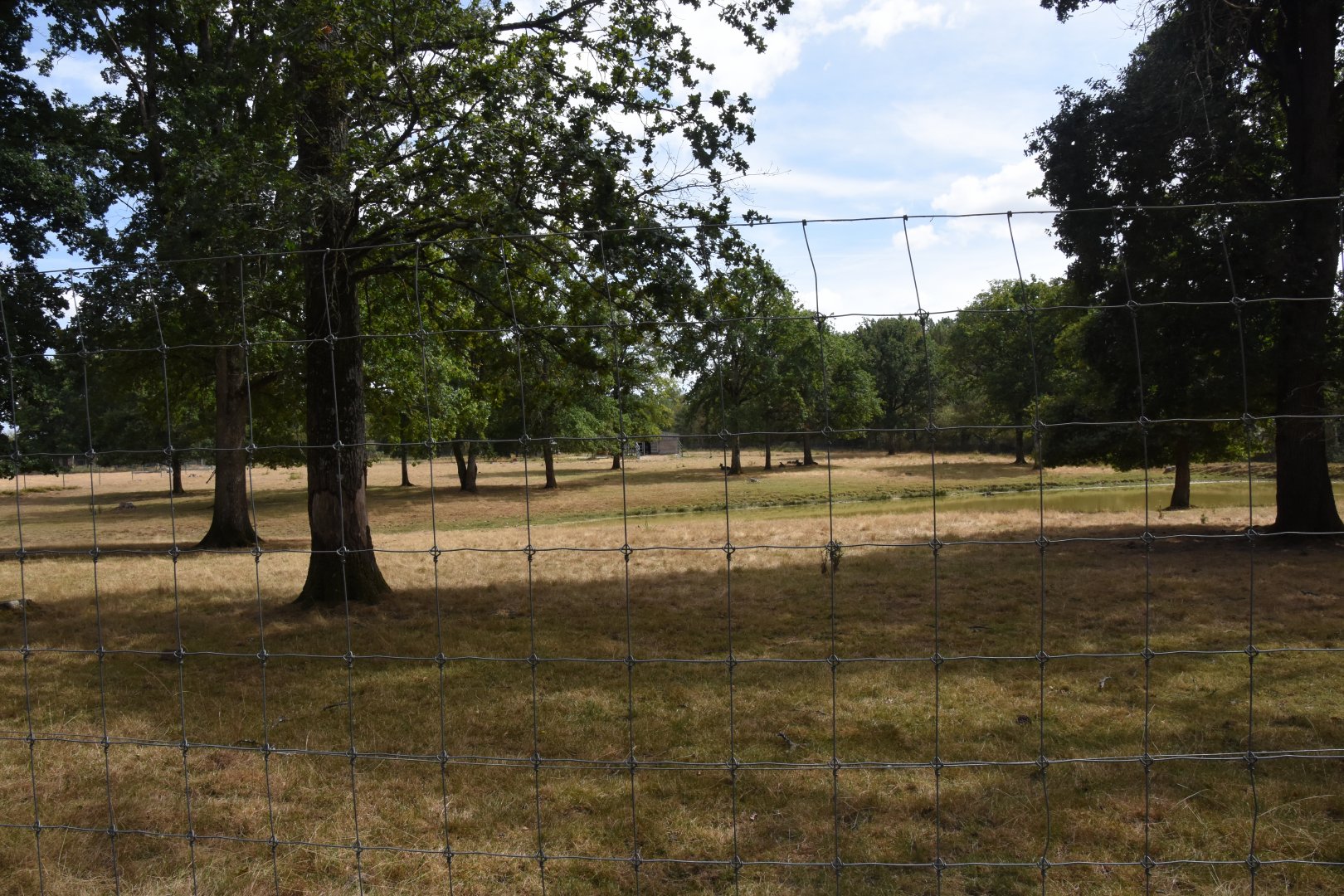 Gaur & Sambar paddock
