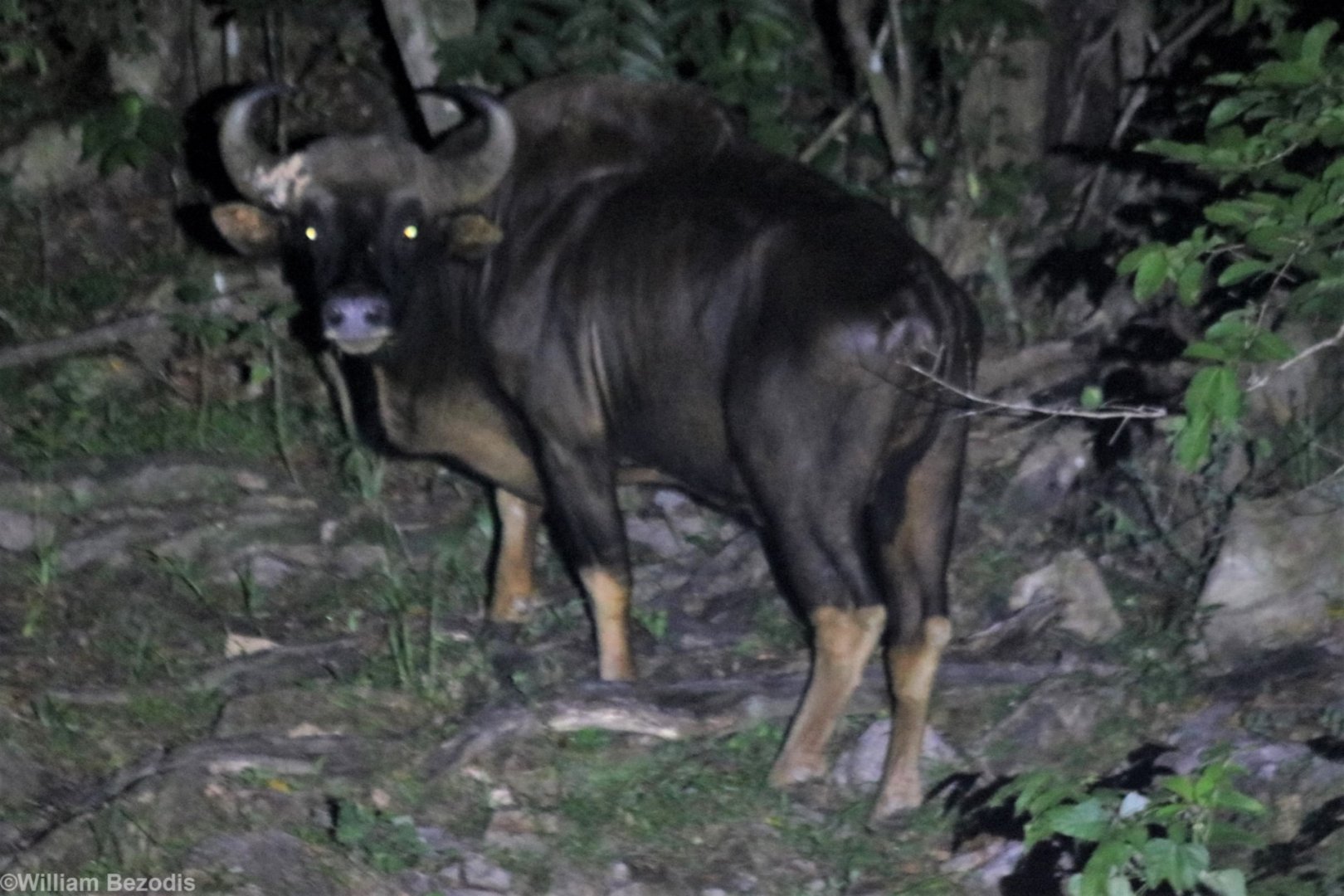 Gaur - Taman Negara