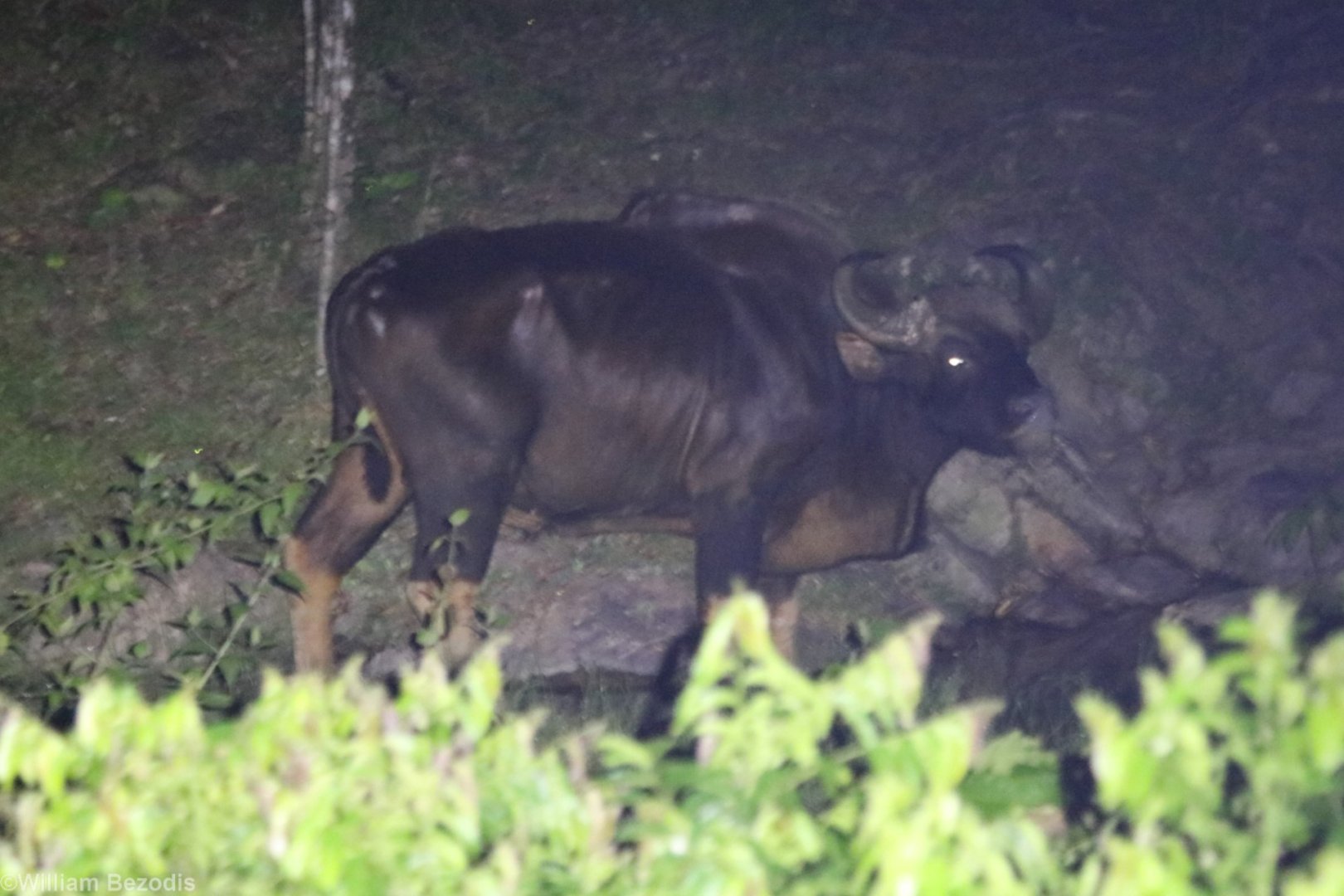 Gaur - Taman Negara