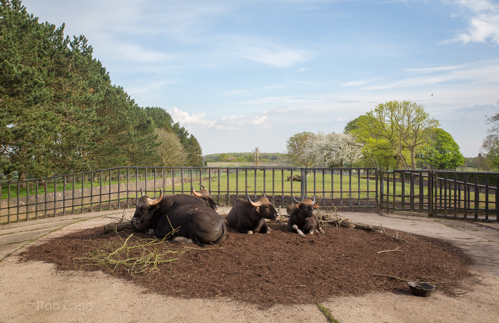Gaur : Whipsnade : 07 May 2016