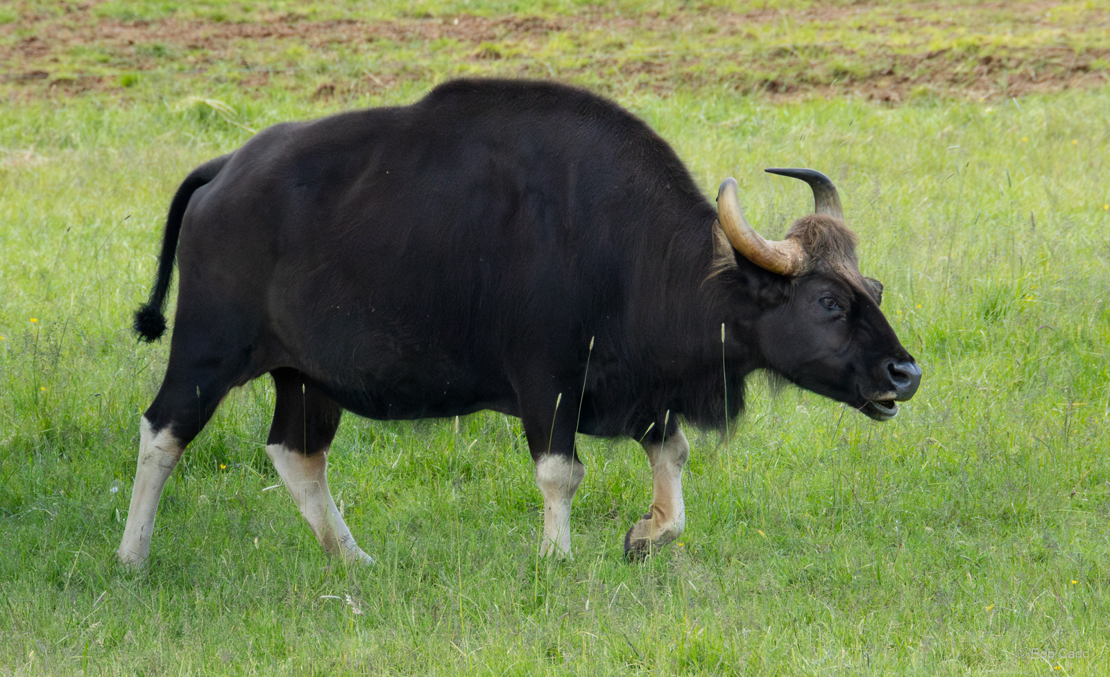 Gaur : Whipsnade : 16 Jun 2024