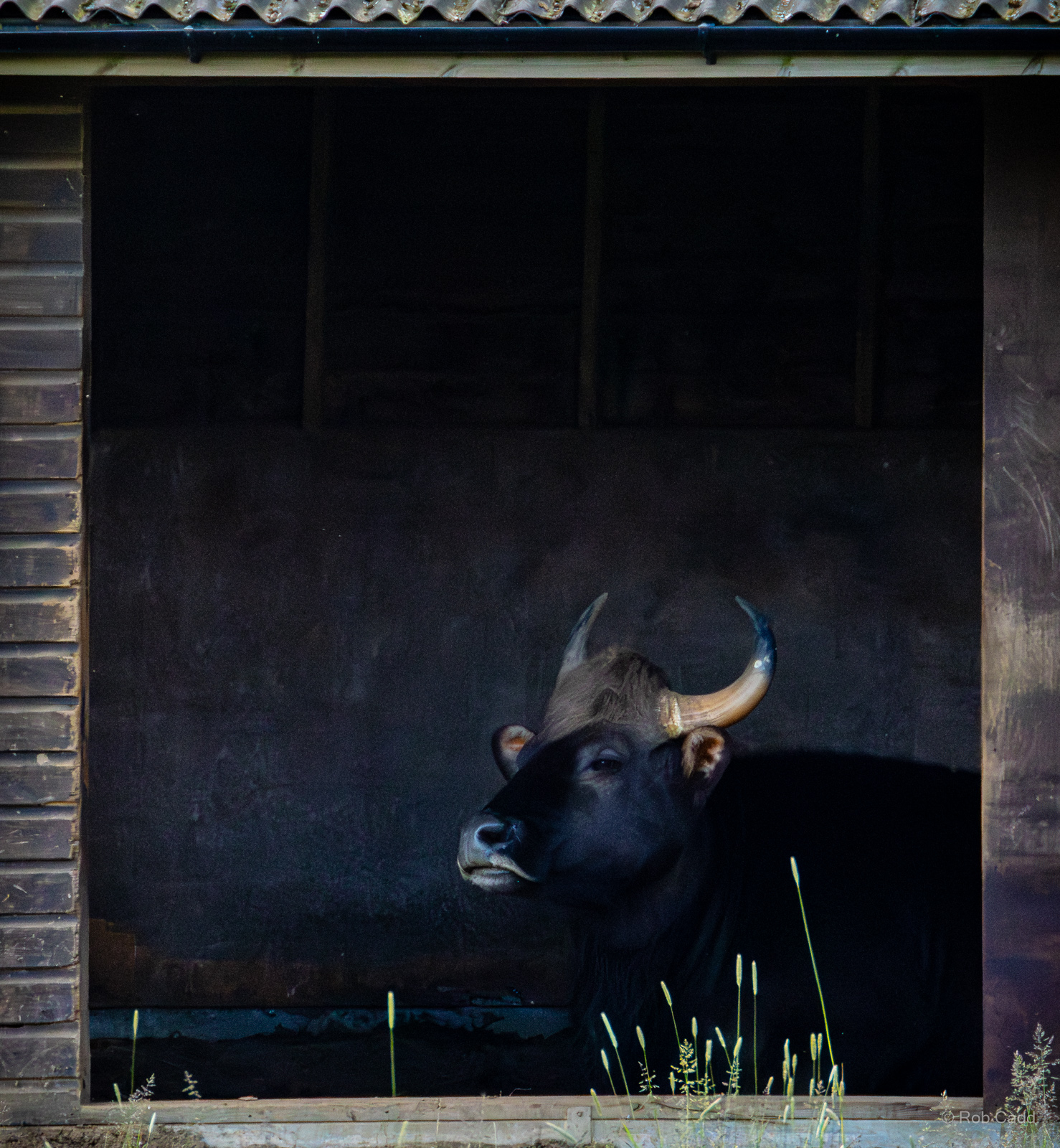 Gaur : Whipsnade : 16 Jun 2024
