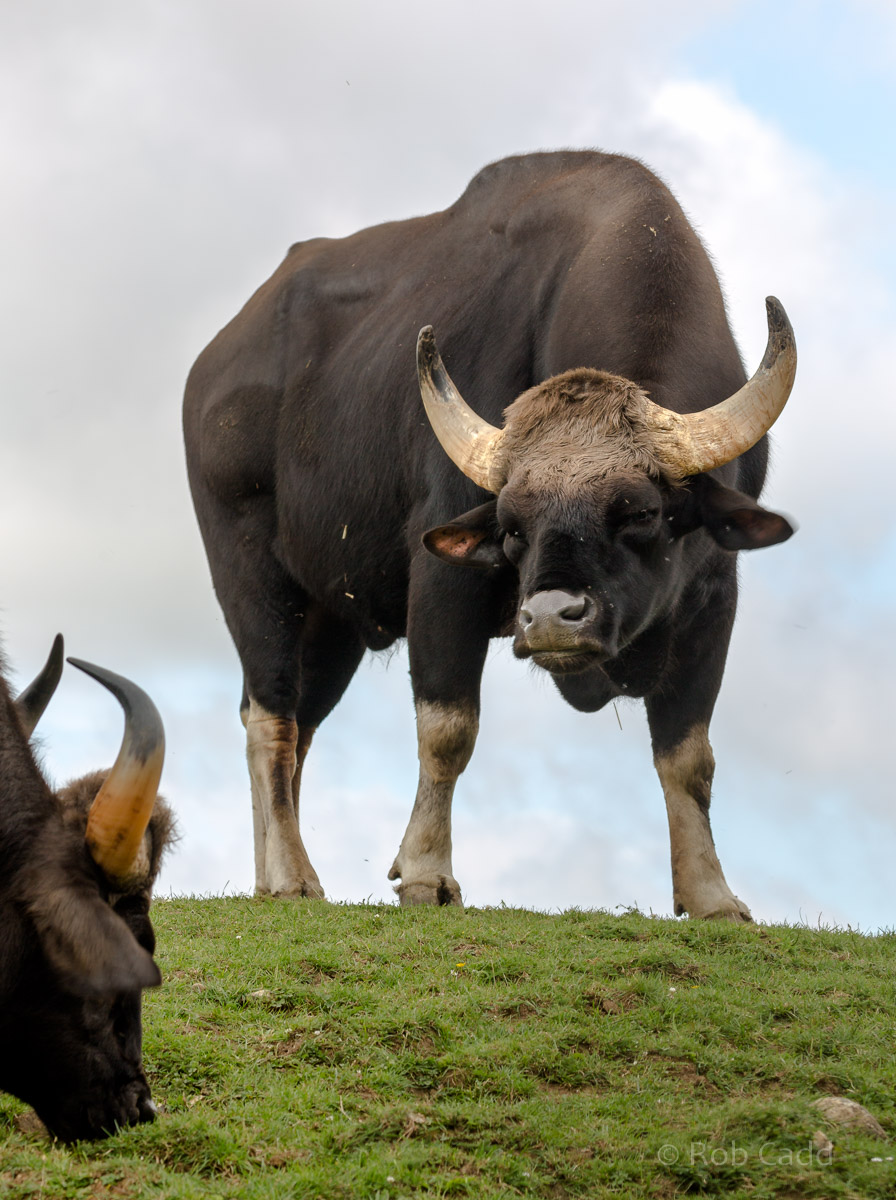 Gaur : Whipsnade : 17 Jul 2016