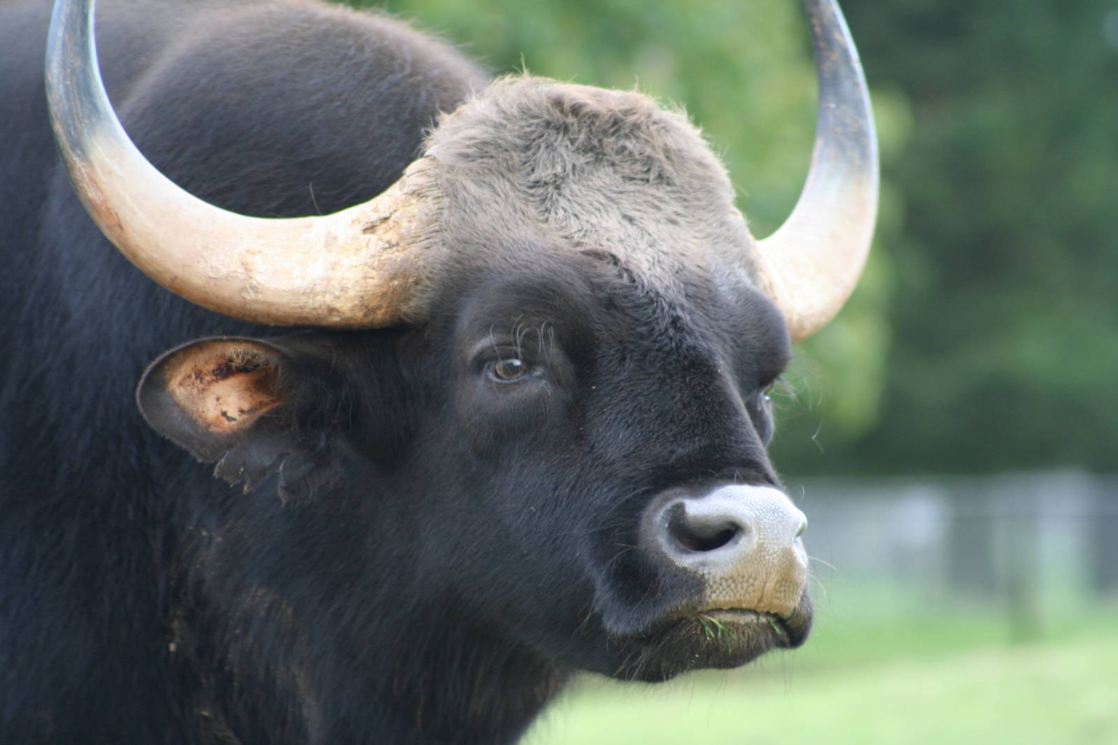 Gaur @ Whipsnade; 20.10.2005