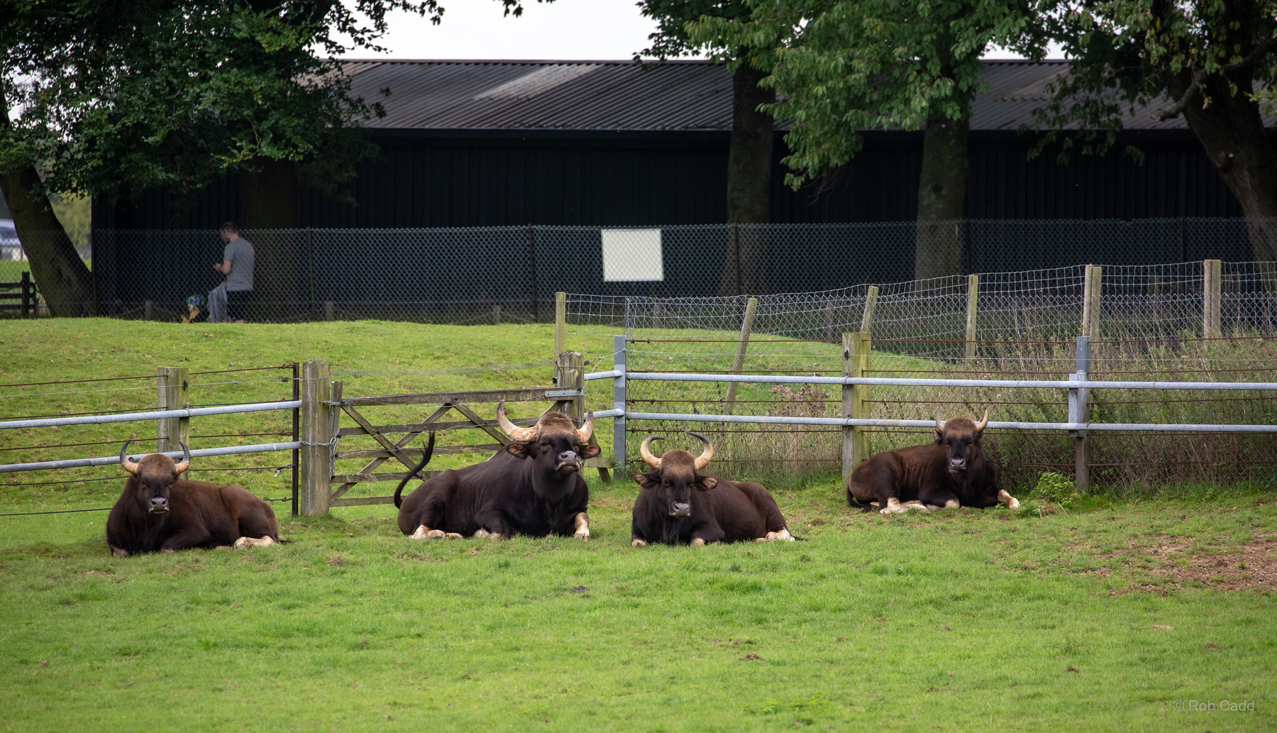 Gaur : Whipsnade : 23 Aug 2020