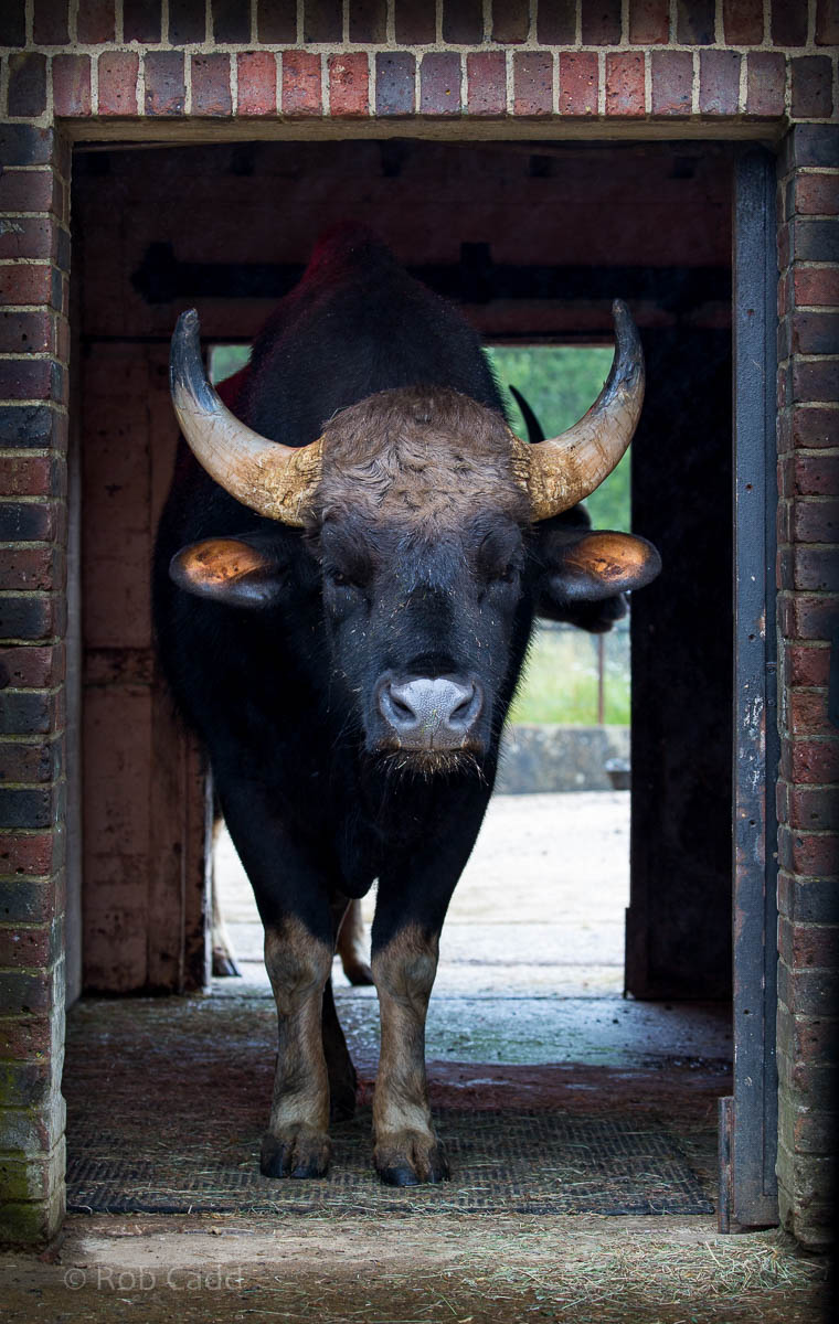 Gaur : Whipsnade : 26 Jul 2015