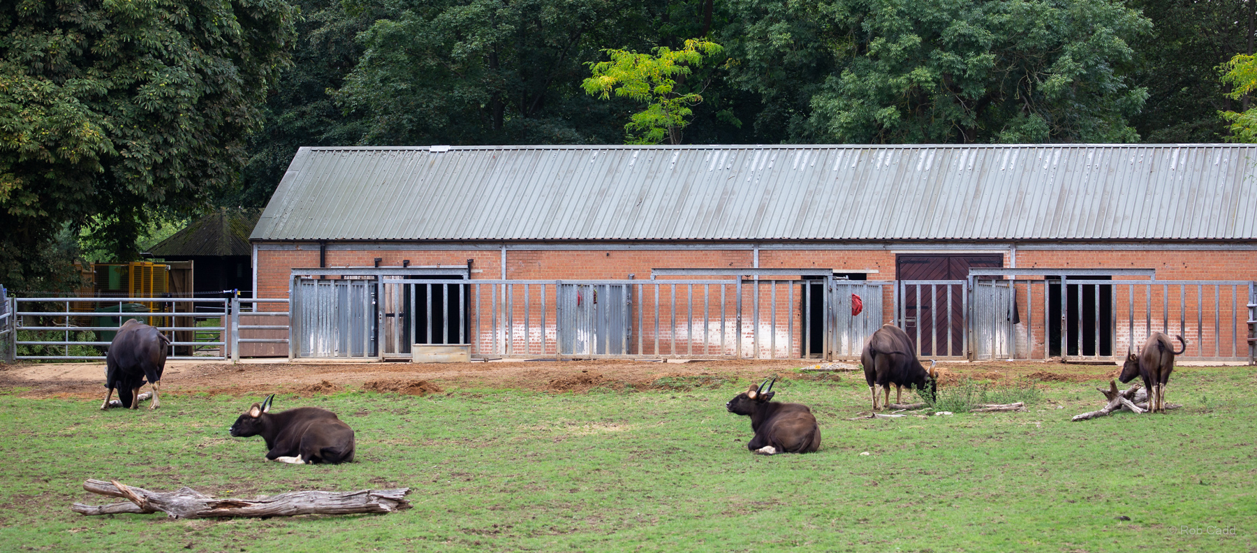 Gaur : Whipsnade : 27 Aug 2018