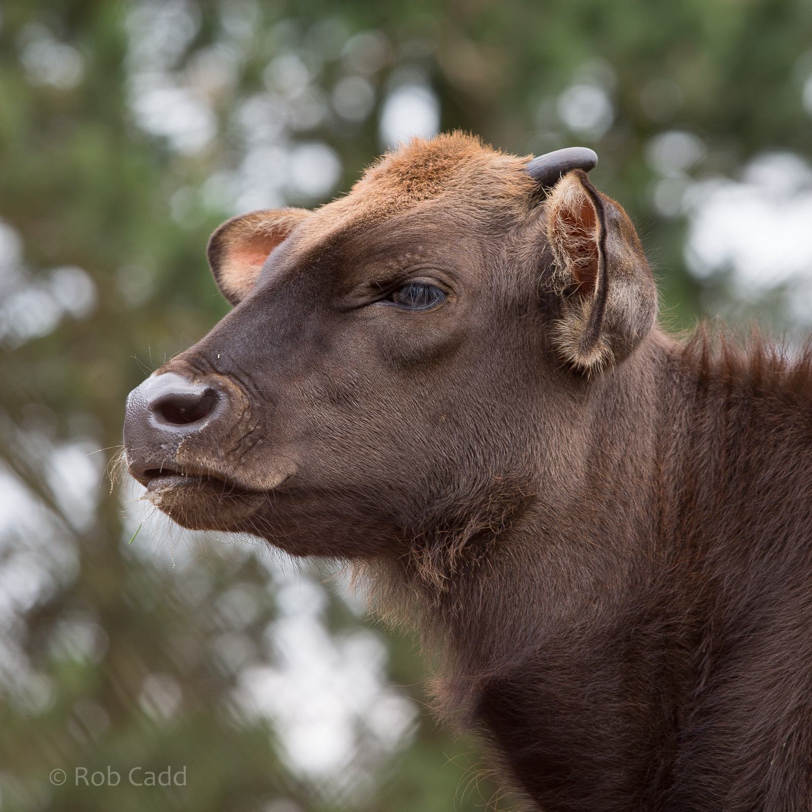 Gaur : Whipsnade : 29 Jun 2014
