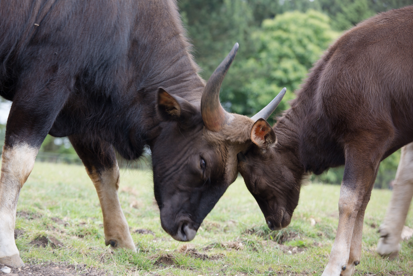Gaur : Whipsnade : 29 Jun 2014