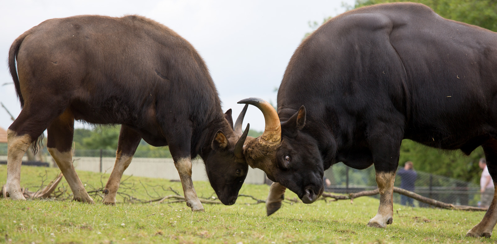 Gaur : Whipsnade : 29 Jun 2014