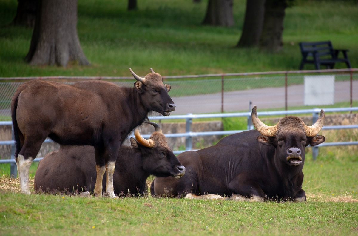 Gaur : Whipsnade : 29 Jun 2020