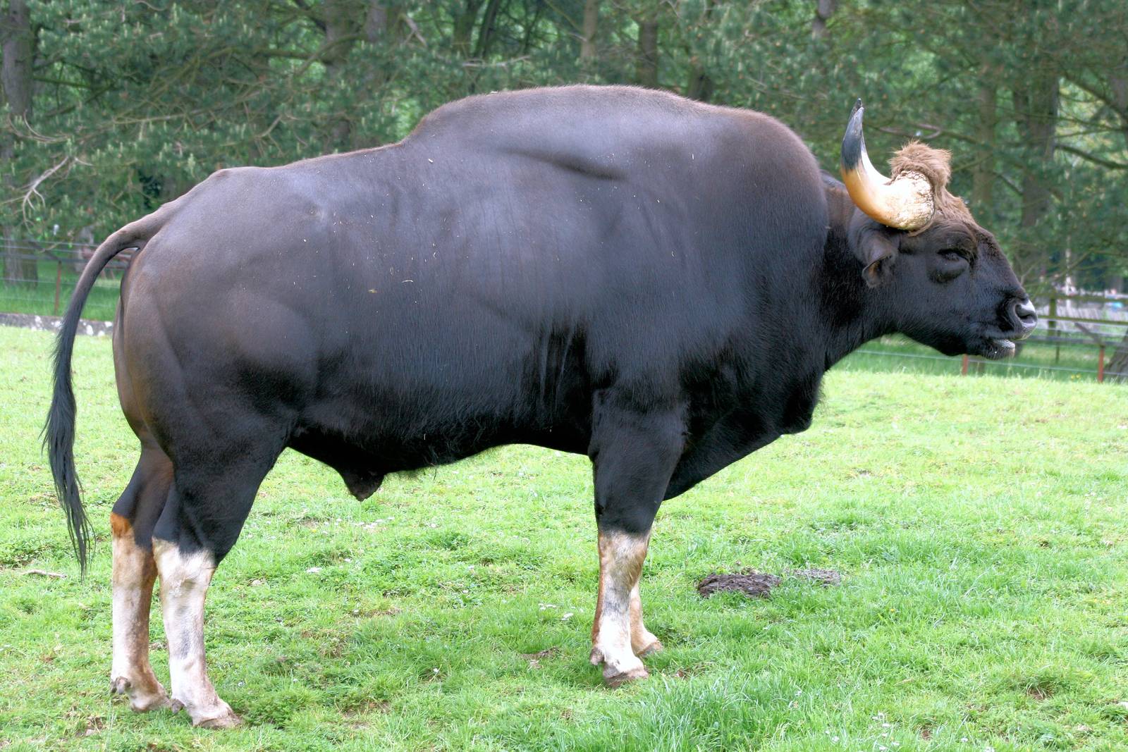 Gaur; Whipsnade; 31st May 2014