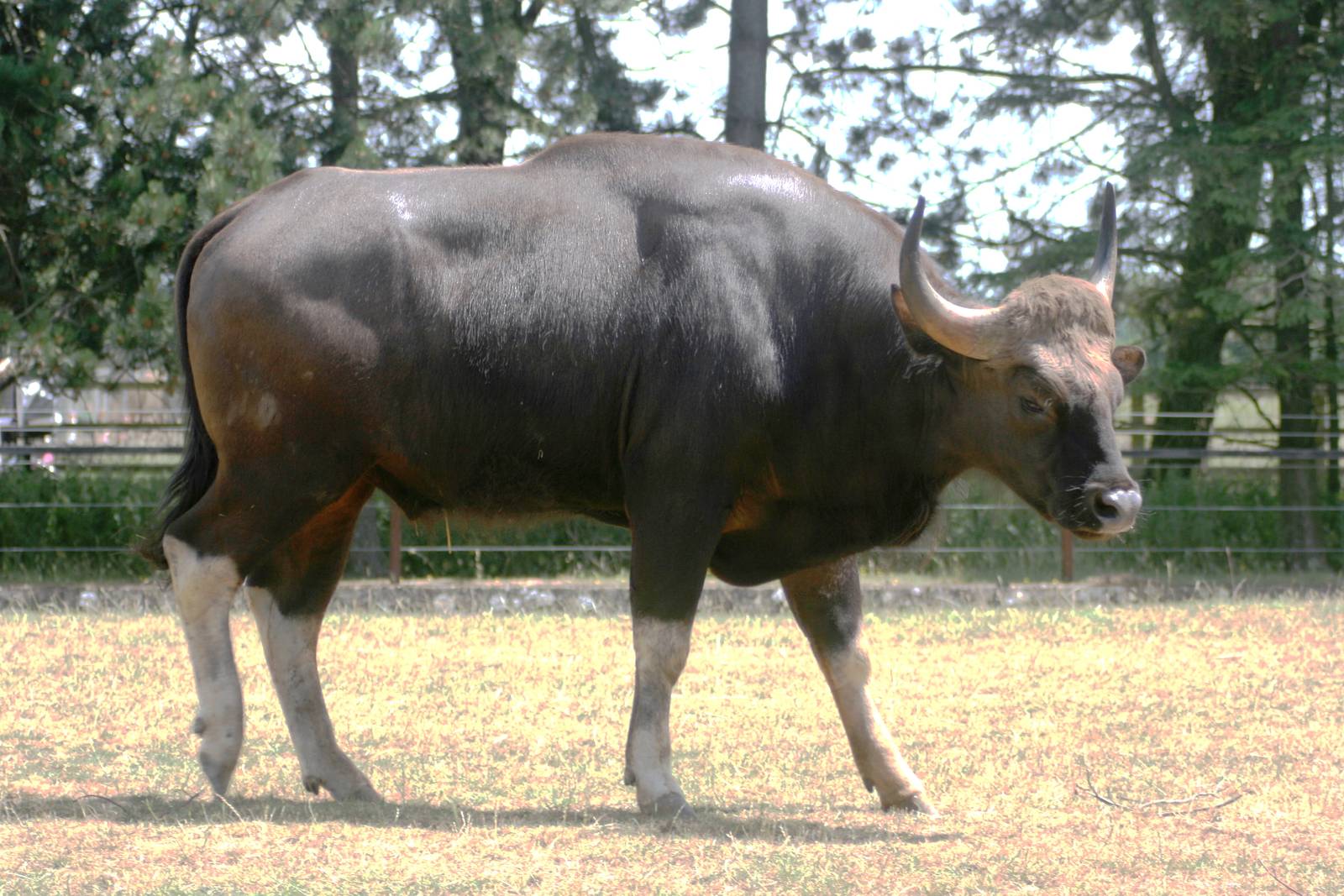 Gaur; Whipsnade; 3rd July 2010