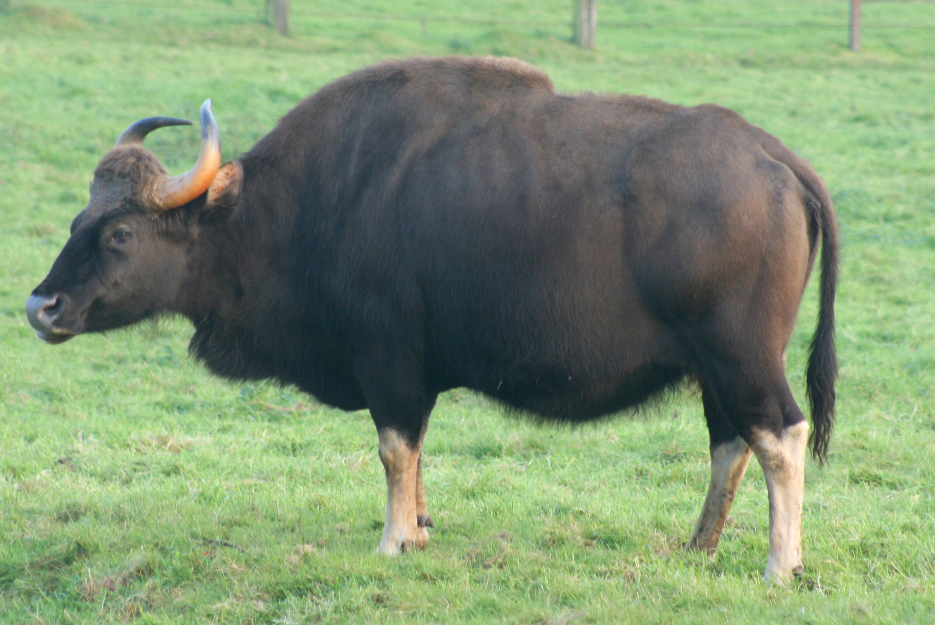 Gaur; Whipsnade; 3rd November 2017