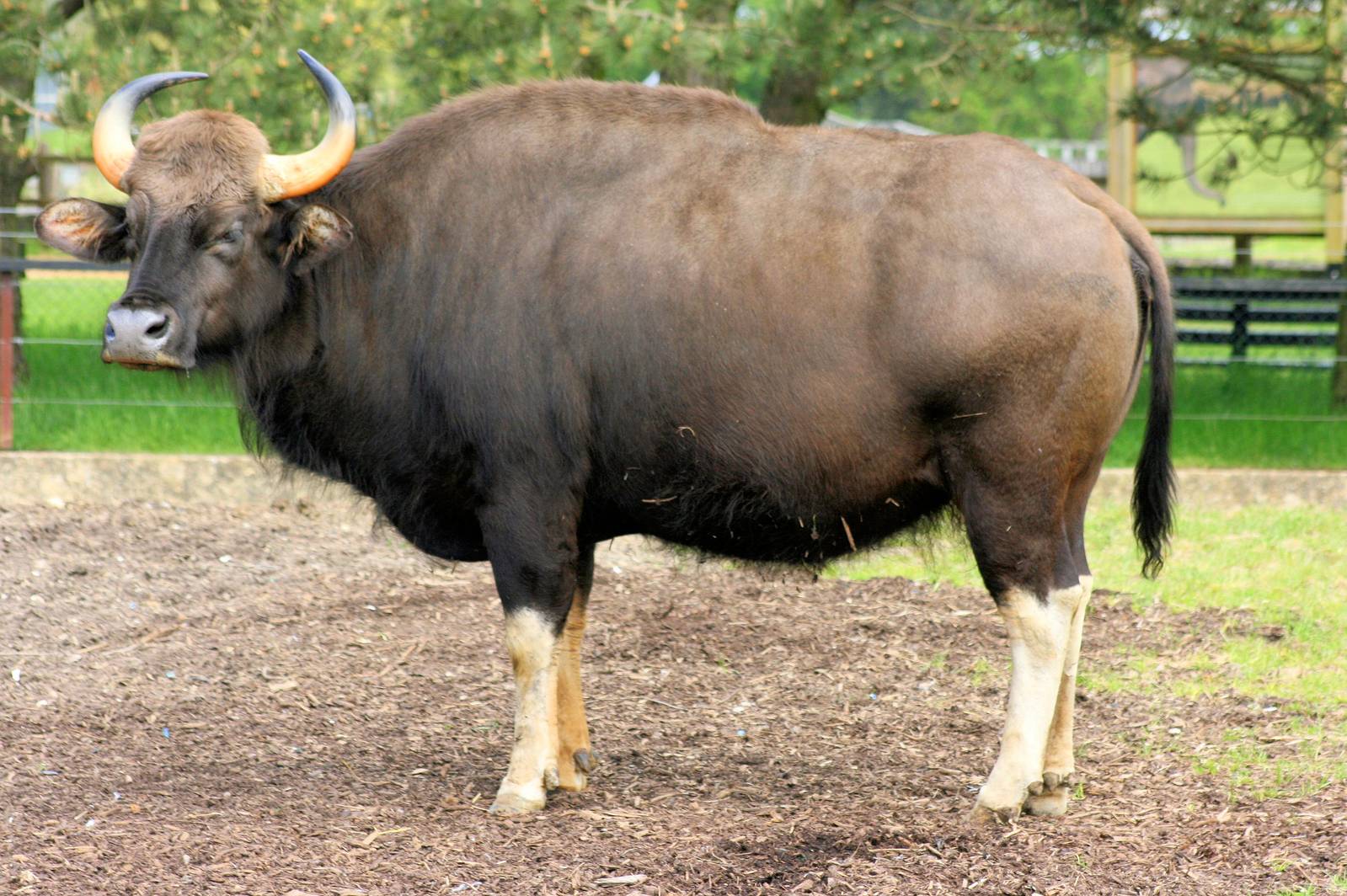 Gaur; Whipsnade; 8th June 2013