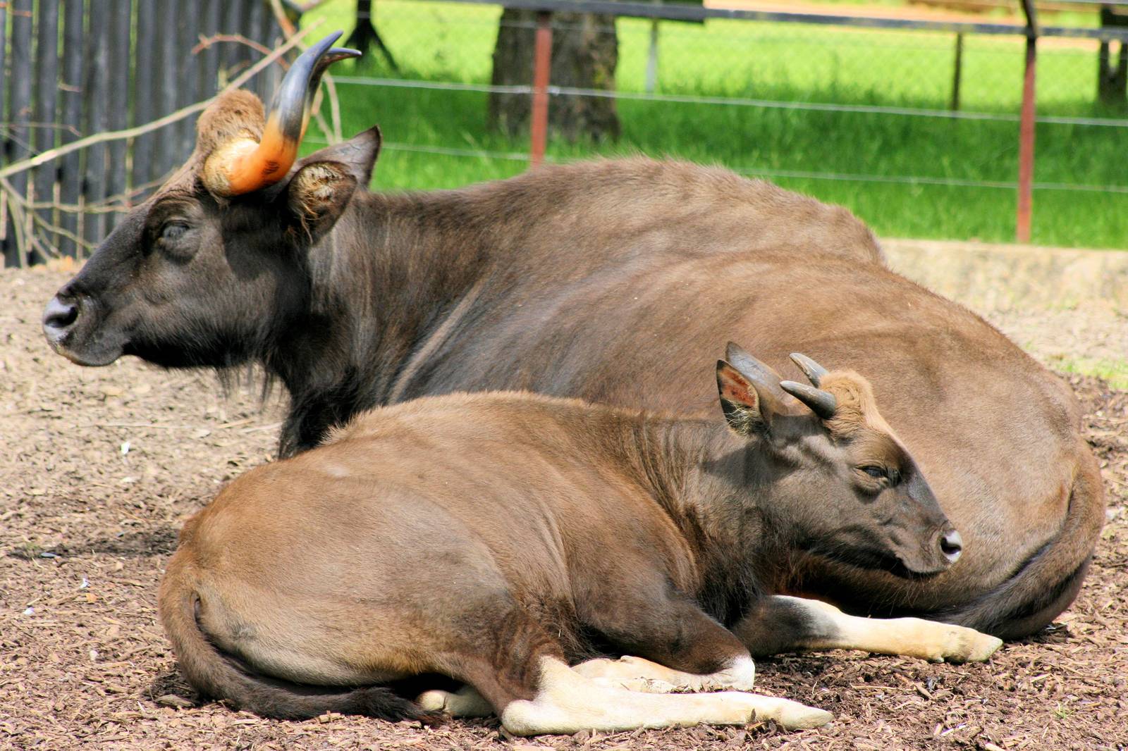 Gaur; Whipsnade; 8th June 2013