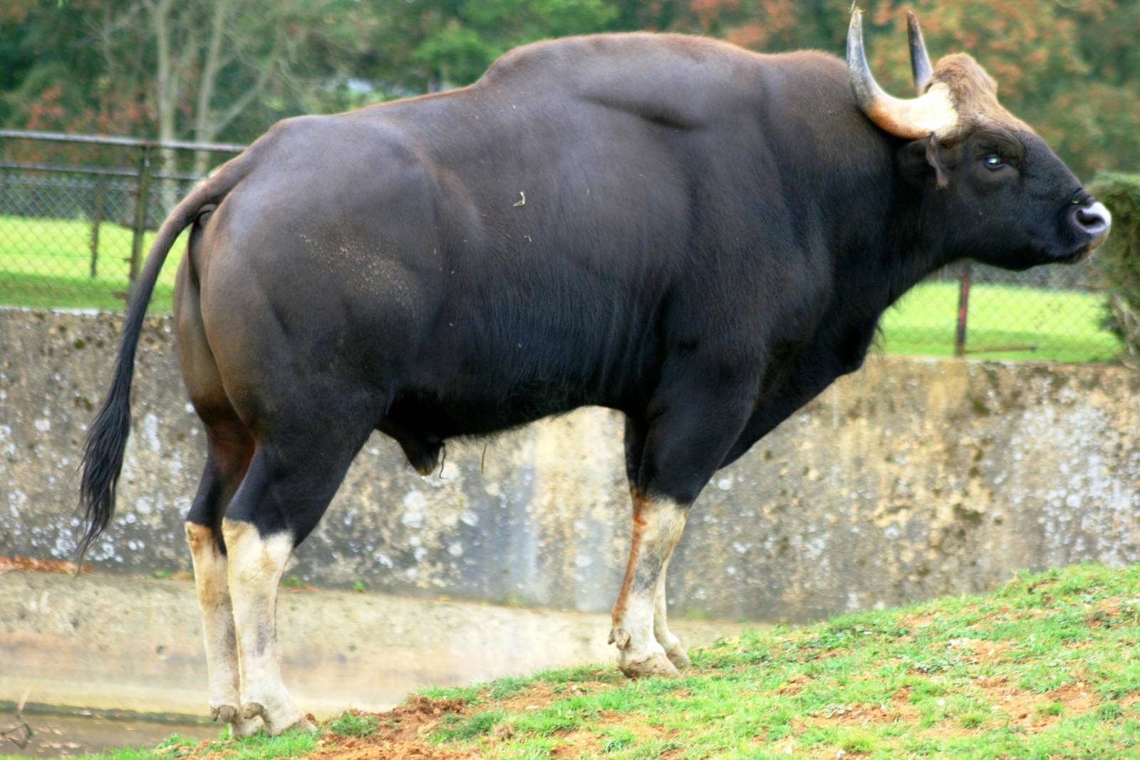 Gaur; Whipsnade; 8th October 2011