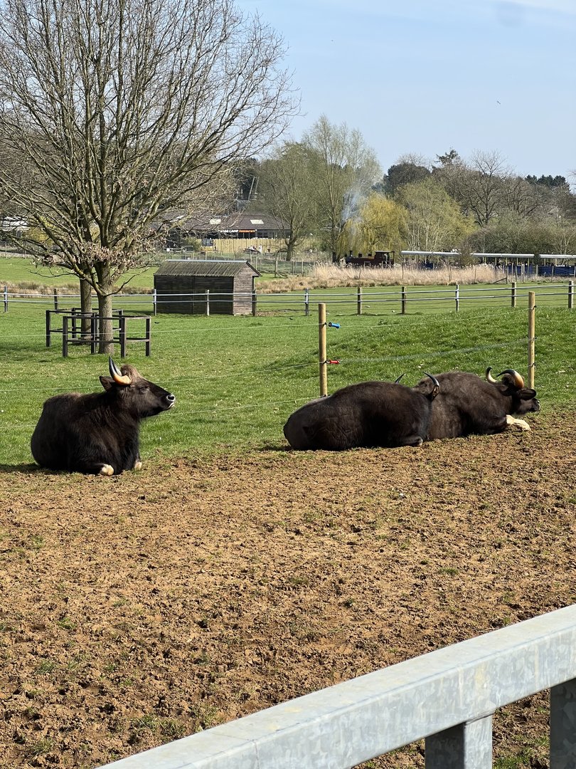 Gaur - Whipsnade Zoo