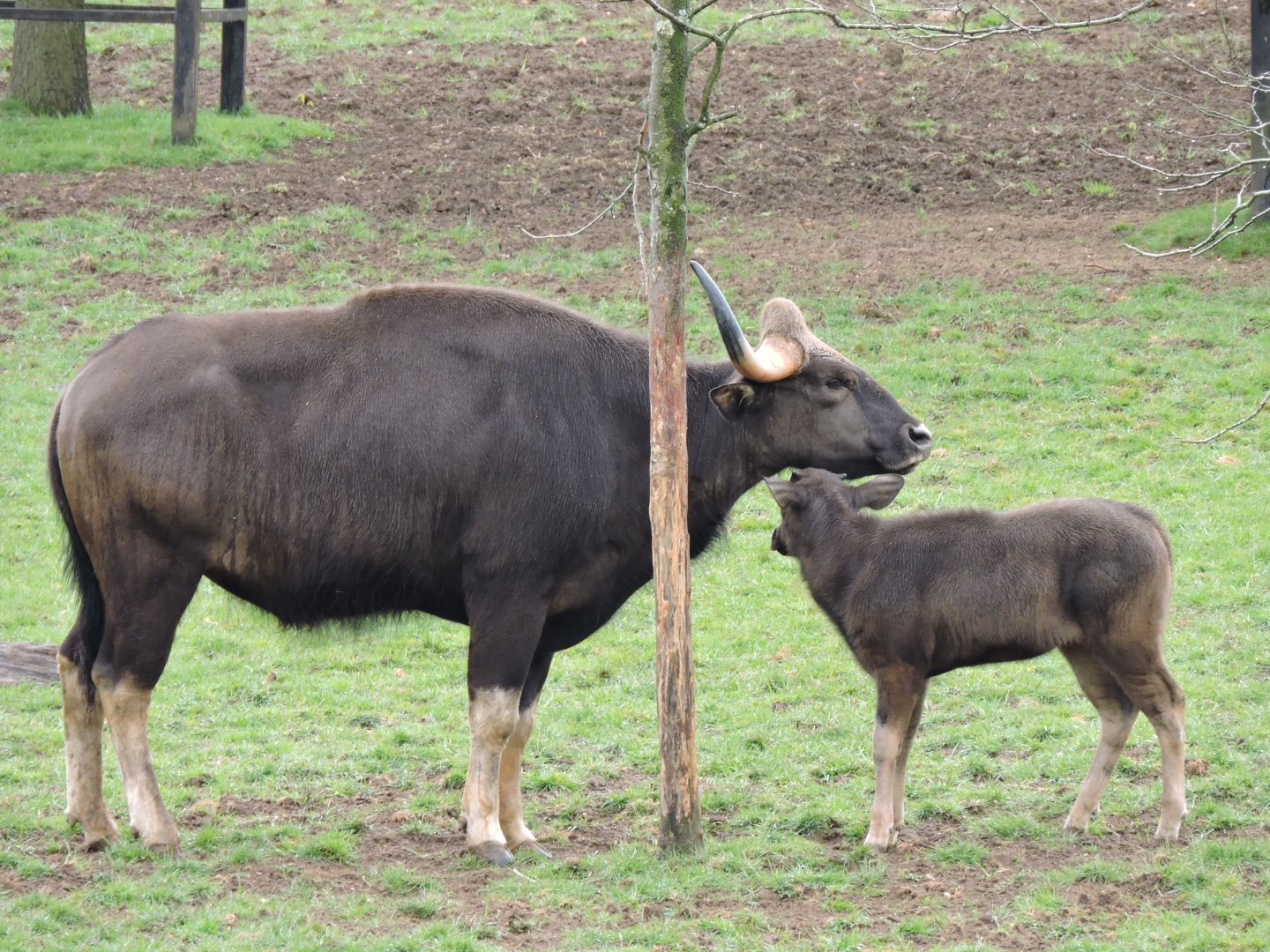Gaur with Calf