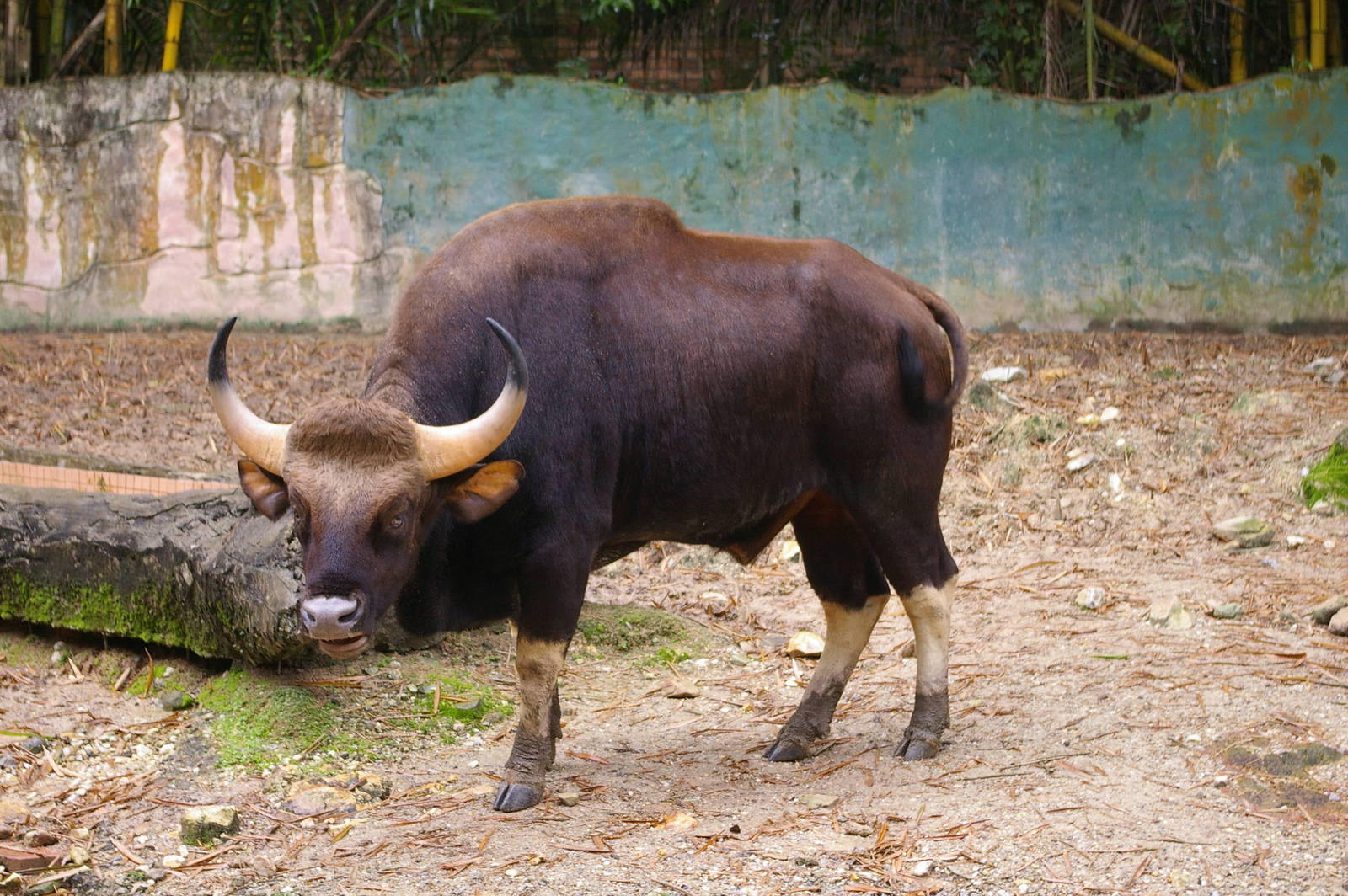 gaur, Zoo Negara (KL)