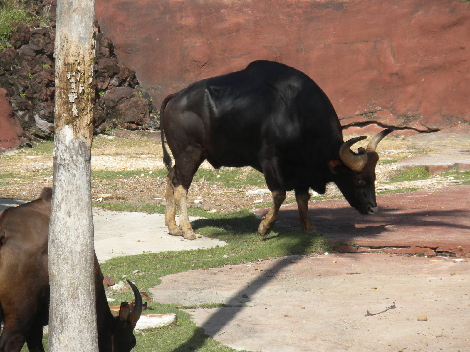 Gaur