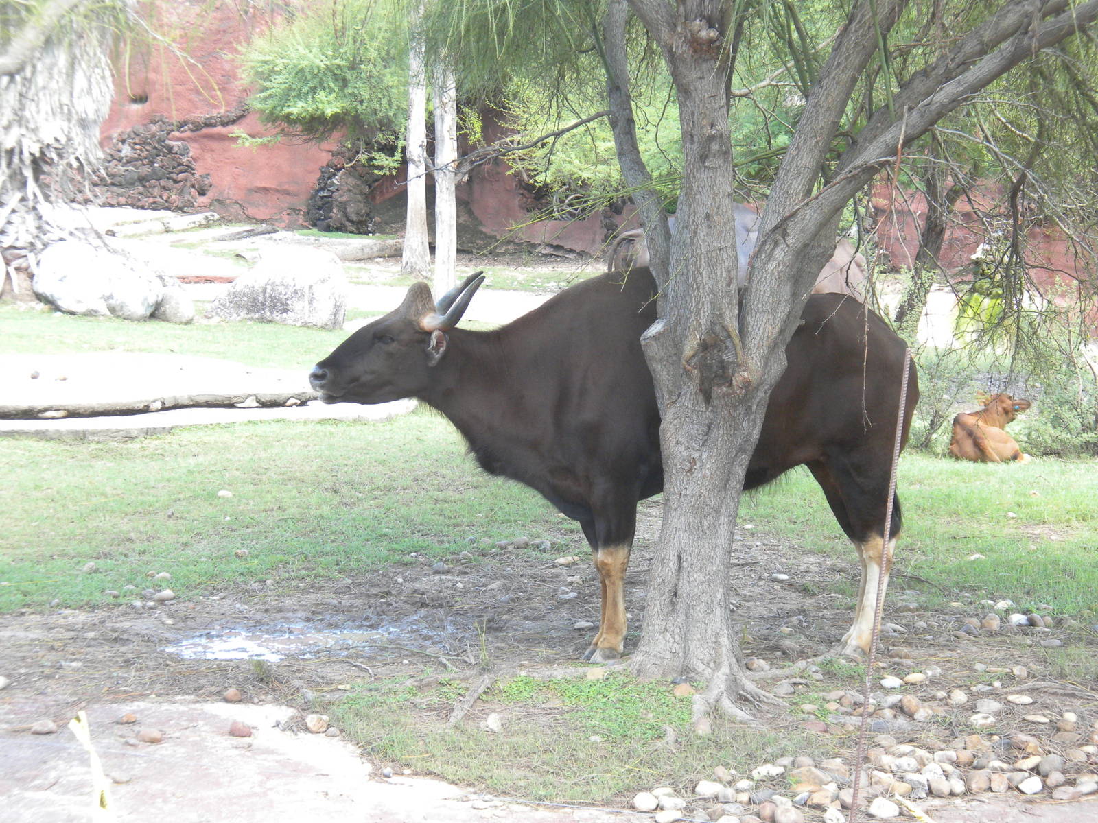 Gaur