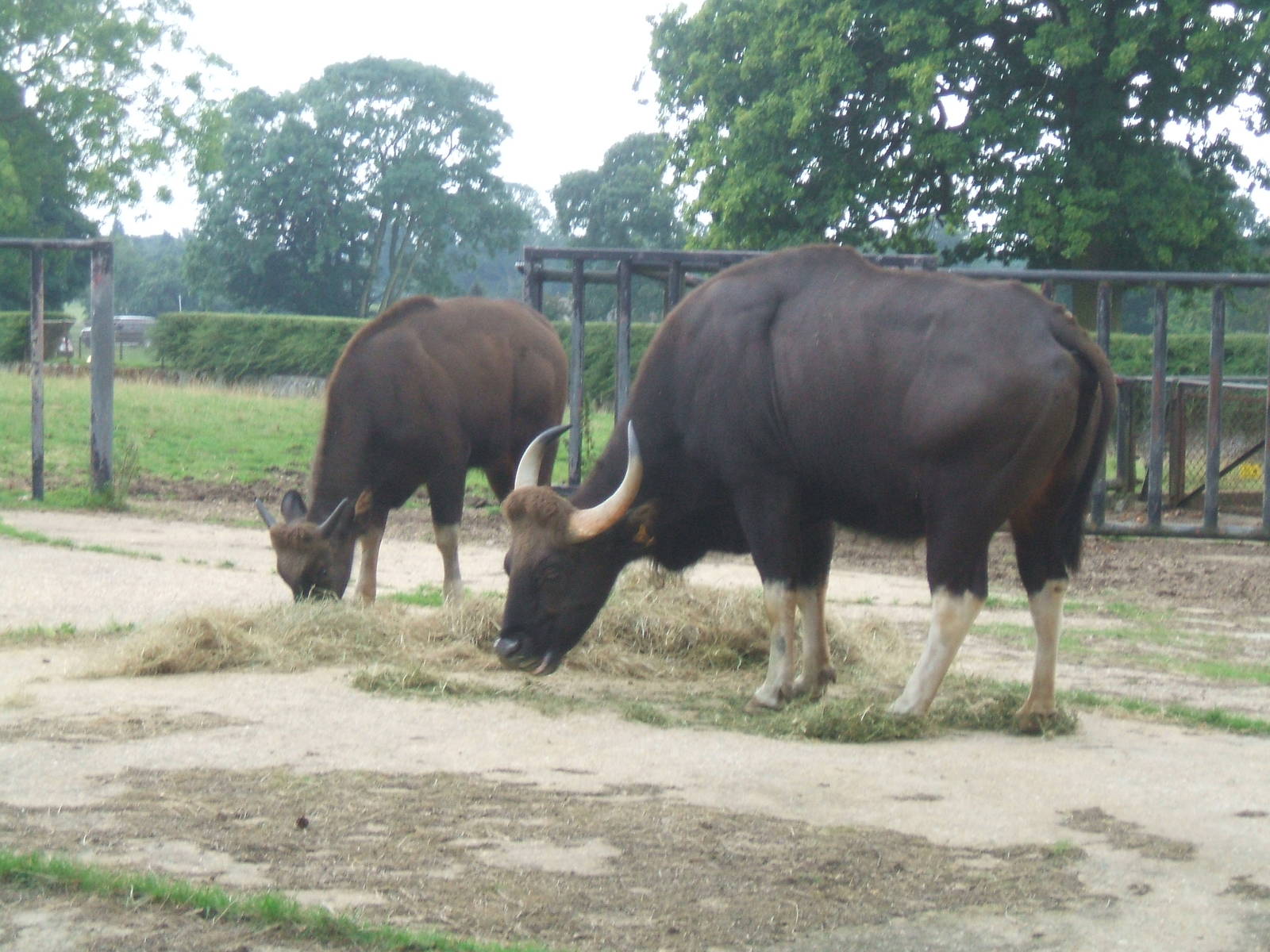 Gaur