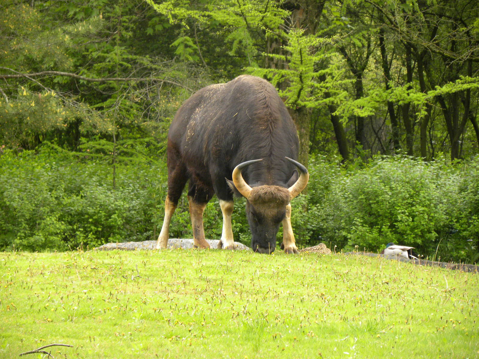 Gaur